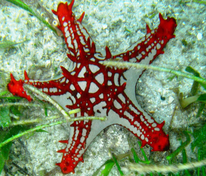 red-knobbed-starfish-kenya-700x600